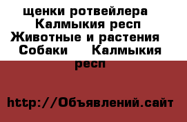 щенки ротвейлера - Калмыкия респ. Животные и растения » Собаки   . Калмыкия респ.